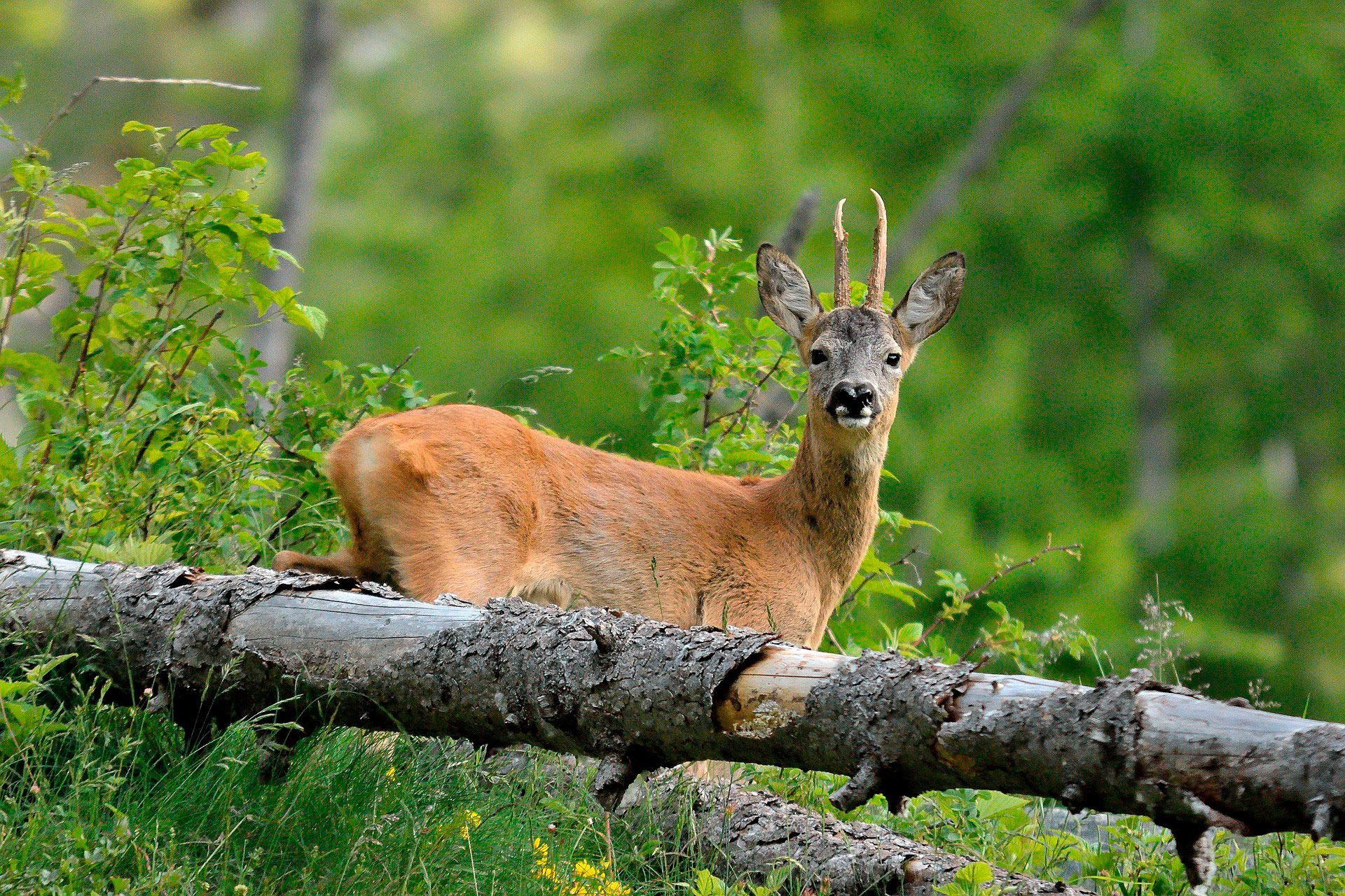 Los Argüellos Reserva de la Biosfera